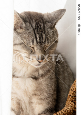 眠そうな猫 サバトラ猫 眠そうな猫 サバトラ猫 88332650