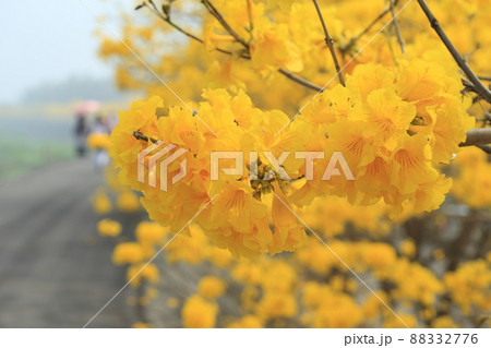 花 フラワー お花 88332776