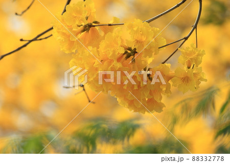 花 フラワー お花 88332778