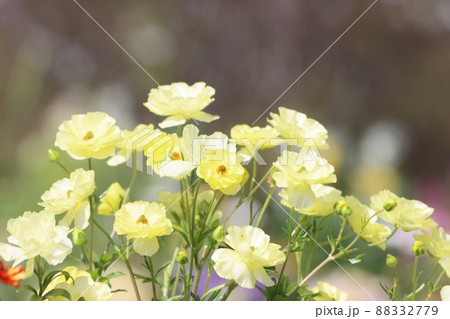 《横浜里山ガーデン》春のラナンキュラス ラックス 《横浜里山ガーデン》春のラナンキュラス ラックス 88332779