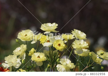 《横浜里山ガーデン》春のラナンキュラス ラックス 88332956