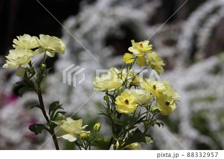 《横浜里山ガーデン》春のラナンキュラス ラックス 88332957