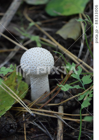 Lycoperdon perlatum, popularly known as the common puffball, emerging from the forest ground. Lycoperdon perlatum, popularly known as the common puffball, emerging from the forest ground. 88333006