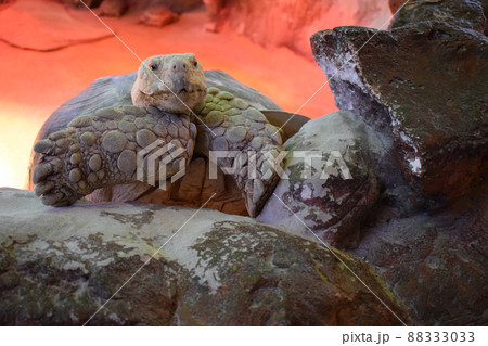 Big turtle. African Spurred Tortoise Big turtle. African Spurred Tortoise 88333033