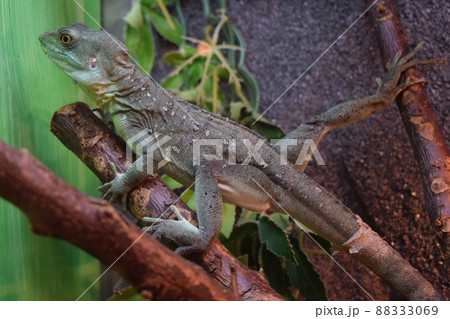 Plumed Basilisk. Adult green basilisk, double crested basilisk. Jesus Christ lizard. Plumed Basilisk. Adult green basilisk, double crested basilisk. Jesus Christ lizard. 88333069