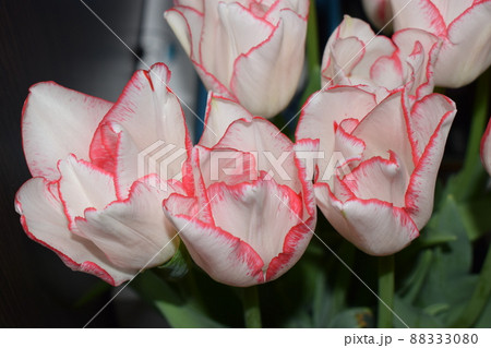 Spring white tulips with red stripes. 88333080
