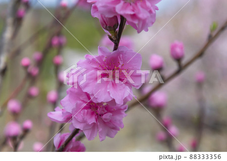 ハナモモ 88333356