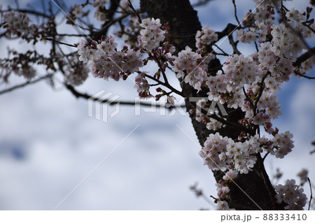可憐に咲く桜の花 88333410