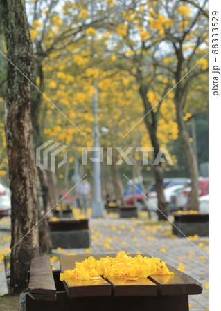 花 フラワー お花 88333529