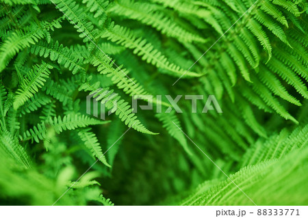 Beautiful ferns create green foliage. Natural green natural fern background in sunlight. High quality photo Beautiful ferns create green foliage. Natural green natural fern background in sunlight. High quality photo 88333771