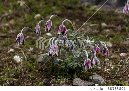 オキナグサ 88333891