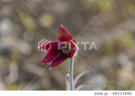 オキナグサ 88333896