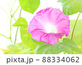 大輪アサガオ　ピンク色の花　明るい背景 88334062