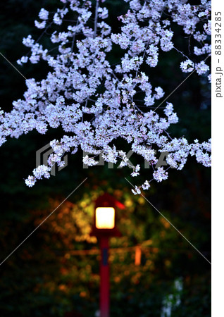 鷲宮神社 桜の季節 鷲宮神社 桜の季節 88334285