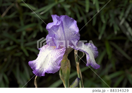 ジャーマンアイリス　白と紫 88334329