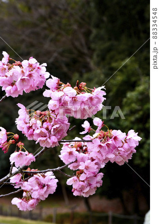 水戸市千波公園の陽光桜 水戸市千波公園の陽光桜 88334548