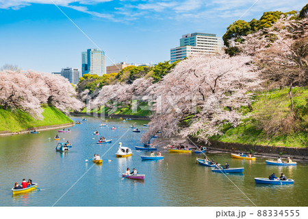 桜満開の千鳥ヶ淵 88334555