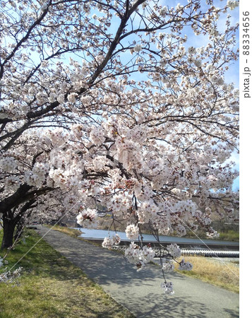 桜 88334656