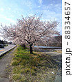 桜の木 88334657