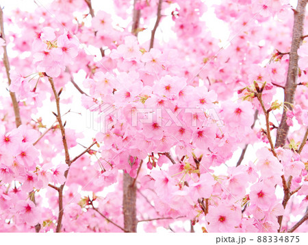 【春】桜の花　河津桜 88334875