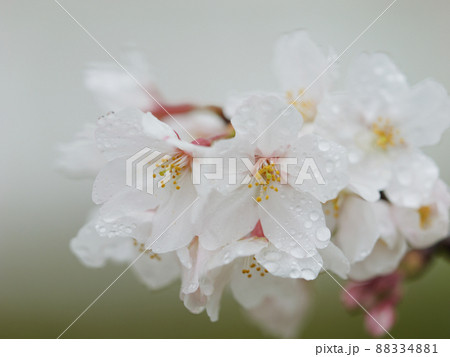 【春】雫が付いた雨の日の桜の花　ソメイヨシノ 88334881