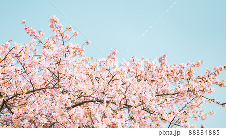 【春】桜の花　河津桜 88334885