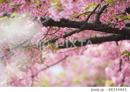 桜並木 88334893