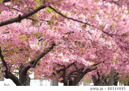 桜並木 88334895