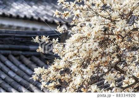 Gyeongju bomunho lake blossom 88334920