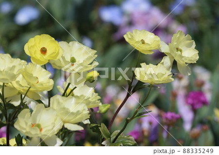 《横浜里山ガーデン》春のラナンキュラス ラックス 88335249