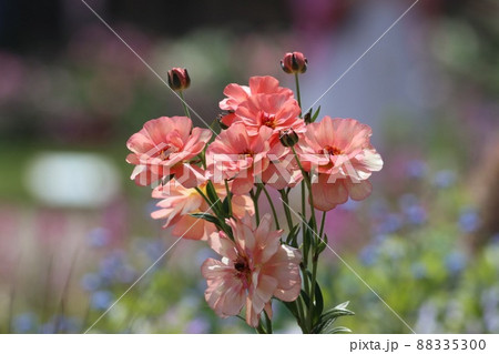 《横浜里山ガーデン》春のラナンキュラス ラックス 88335300