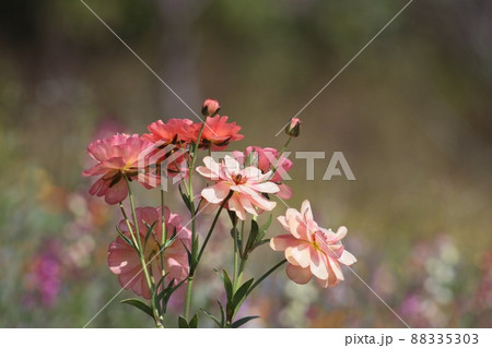 《横浜里山ガーデン》春のラナンキュラス ラックス 88335303