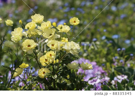 《横浜里山ガーデン》春のラナンキュラス ラックス 88335345