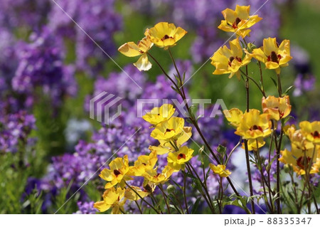 《横浜里山ガーデン》春のラナンキュラス ラックス 88335347