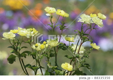 《横浜里山ガーデン》春のラナンキュラス ラックス 88335350