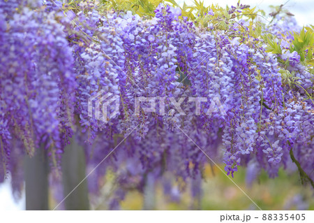 花 フラワー お花 88335405