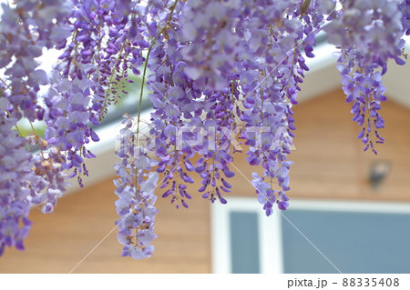 花 フラワー お花 88335408