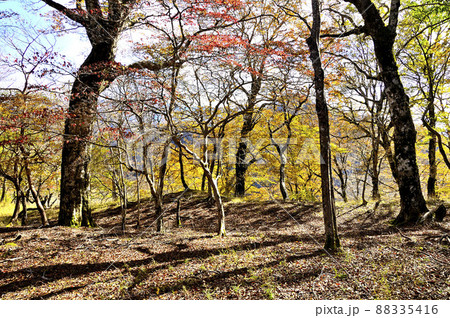 丹沢の石棚山稜 紅葉の山道 丹沢の石棚山稜 紅葉の山道 88335416