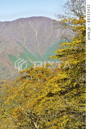 丹沢の石棚山稜 紅葉のテシロノ頭より大室山を望む 丹沢の石棚山稜 紅葉のテシロノ頭より大室山を望む 88335432