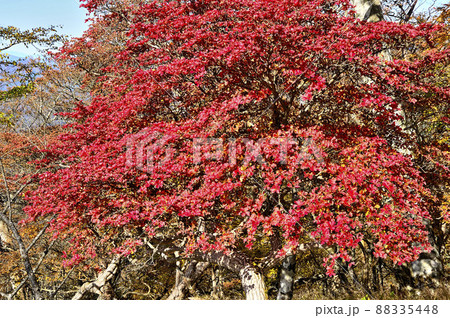 丹沢山地の檜洞丸 真っ赤な紅葉のシロヤシオ 丹沢山地の檜洞丸 真っ赤な紅葉のシロヤシオ 88335448
