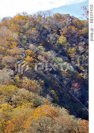 丹沢山地の檜洞丸より紅葉のテシロノ頭を望む 丹沢山地の檜洞丸より紅葉のテシロノ頭を望む 88335450
