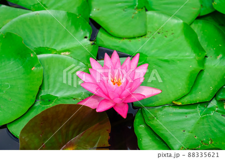 睡蓮の花　神明水辺公園（新潟県十日町市） 88335621