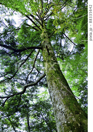 丹沢の石棚山稜 モミの木 丹沢の石棚山稜 モミの木 88335642