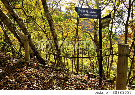 丹沢の石棚山稜 登山道を彩る紅葉 丹沢の石棚山稜 登山道を彩る紅葉 88335659