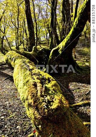 丹沢の石棚山稜 山の紅葉と古木 丹沢の石棚山稜 山の紅葉と古木 88335708