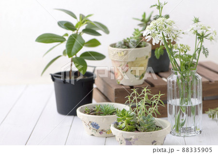 多肉植物の寄せ植え 多肉植物の寄せ植え 88335905