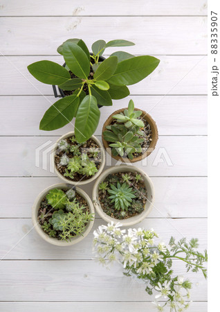 多肉植物の寄せ植え 88335907