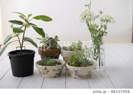 多肉植物の寄せ植え 88335908