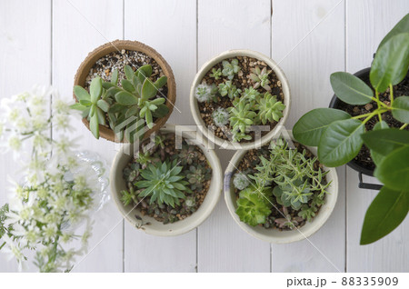 多肉植物の寄せ植え 多肉植物の寄せ植え 88335909
