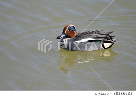公園のあめりかこがも 88336232